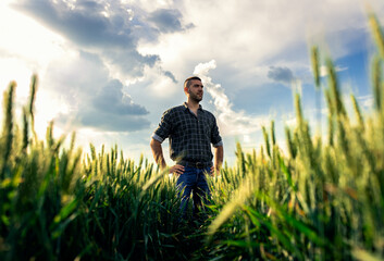 Naklejka na ściany i meble Young farmer standing in a green wheat field examining crop.