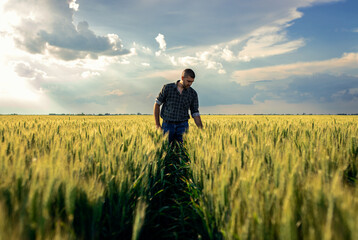 Young farmer walking in a green wheat field examining crop.
