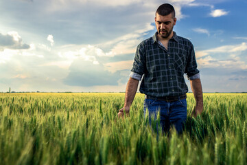 Naklejka na ściany i meble Young farmer walking in a green wheat field examining crop.