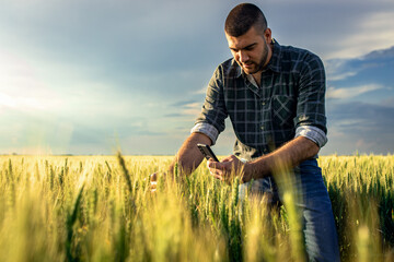 Naklejka na ściany i meble Young farmer standing in a green wheat field taking photo of crop with phone.