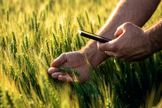 Close up of young farmer hands in a green wheat field taking photo of crop with phone.