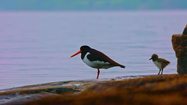 Haematopus ostralegus	Eurasian Oystercatcher