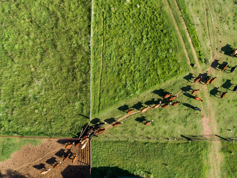 Overhead aerial view of cattle herd leaving yards into green farm paddock