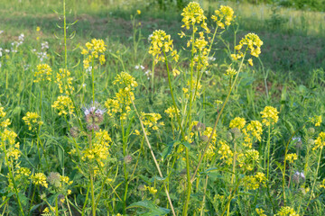 Blossoming green manure plants used for green sustainable agriculture and soil amelioration on natural settings