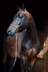 art portrait of beautiful bay Akhalteke stallion against black background near enter door.