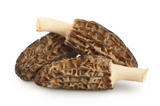 raw morel mushroom isolated on white background with full depth of field