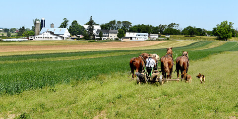horses and dogs  in the field helping farmers to plough or to grow crop, Amish community, Lancaster...