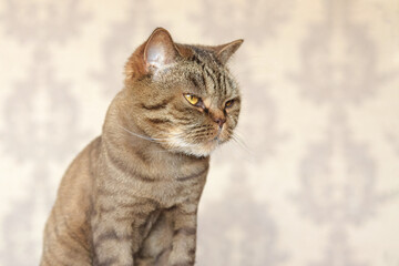 Trimmed Scottish cat close-up, cute cat with a haircut