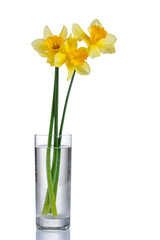 beautiful yellow flowers daffodils in a vase on a white background