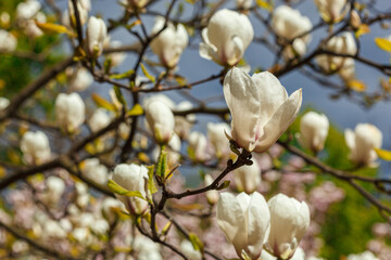 beautiful magnolia bloom against the blue sky