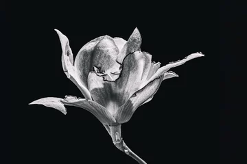 Zelfklevend Fotobehang magnolia blossom on black background © Minakryn Ruslan 