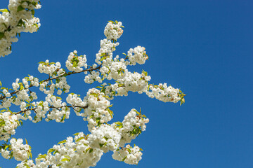 sakura blossom, sakura branches against the blue sky close-up
