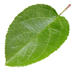 Apple leaves isolated on white