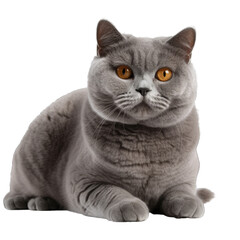 British shorthair isolated on transparent background.
