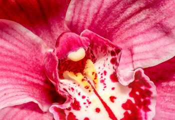 Orchid blooms in greenhouse in summer