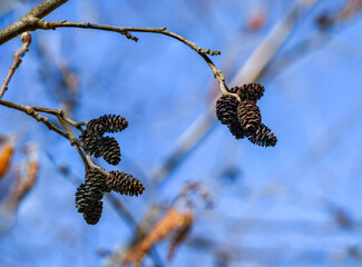 Alder black in spring