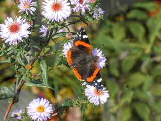 Butterfly (lat. Vanessa atalanta) in the field on flowers