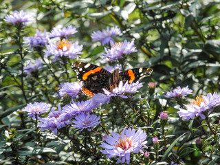 Butterfly (lat. Vanessa atalanta) in the field on flowers