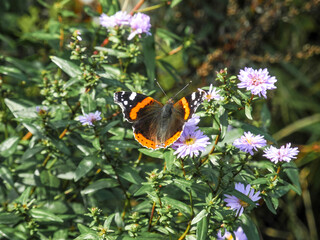 Butterfly (lat. Vanessa atalanta) in the field on flowers