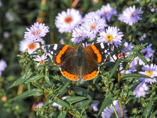 Butterfly (lat. Vanessa atalanta) in the field on flowers