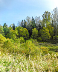 Trees in the forest on a summer sunny day