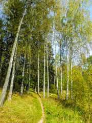 Footpath in the forest between birches