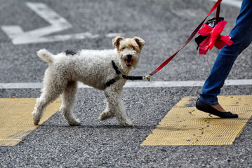 Zurich, Switzerland, Europe - Wire Fox Terrier dog walking on the leash with his owner, pedestrian crossing - obrazy, fototapety, plakaty