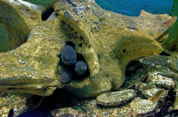 Atlantic Sea Park in Alesund - Norway