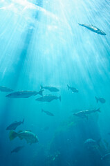 Atlantic Sea Park in Alesund - Norway - obrazy, fototapety, plakaty