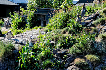 Penguins in Alesund Aquarium - Norway