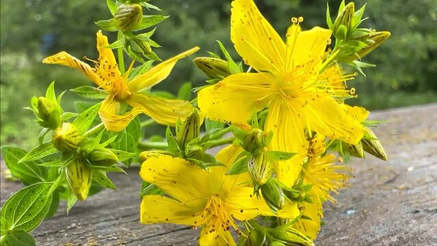 yellow hypericum in the wind close up