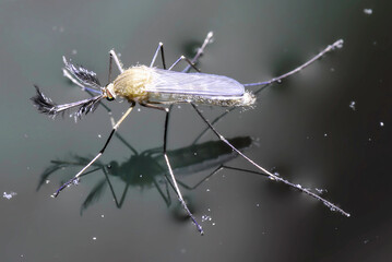 Mosquito on the water with surface tension - obrazy, fototapety, plakaty