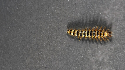 insects in the garden as a close-up in macro mode,