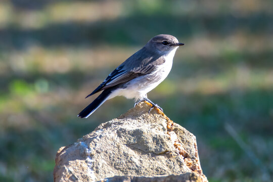 Little Jacky Winter Bird