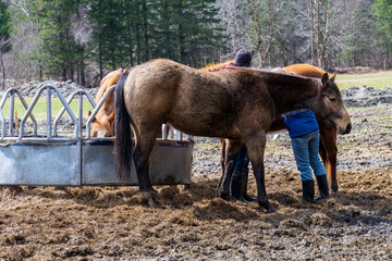 Two persons taking care of horses