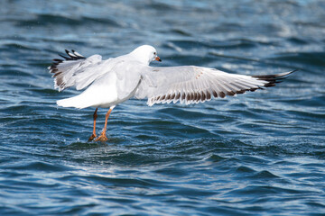 A seagull taking flight after a dip in the water