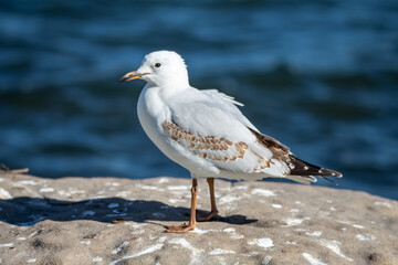 A juvenile seagull at the waterfront