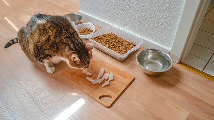 Portrait of a big cute domestic cat is eating fresh sliced fish at the kitchen floor with other dry...