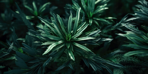 Closeup of branches evergreen trees leaf. Macro Shoot. Dark green branches.Nature forest background. wallpaper. leaf texture.Generative ai