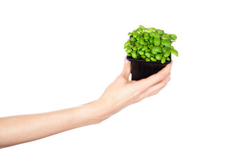Naklejka na ściany i meble Basil herb seedling. Woman holding pot with green basil isolated on white background.