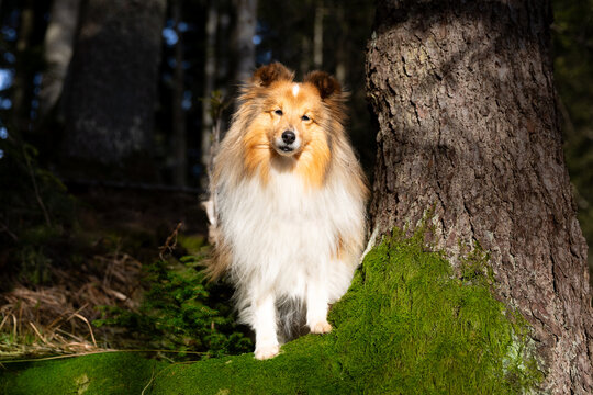 Summer portrait of cute shetland sheepdog standing on rock with green moos. Nice and beautiful sheltie outdoors on sunny day with forest background. Little sable and white lassies dog, small collie 