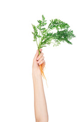 Carrot vegetable with leaves in hand isolated on white background