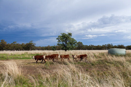 Hereford cattle in farm paddock with water tank and sky of incoming rain