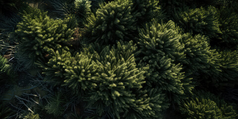Fototapeta na wymiar Evergreen trees leaf texture. Dark green branches.Nature forest background.For, coniferous wallpaper. Generative ai