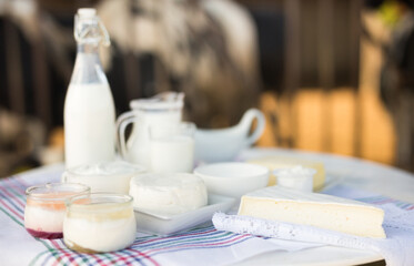 milk, cottage cheese, cream, cheese on table against background of cows