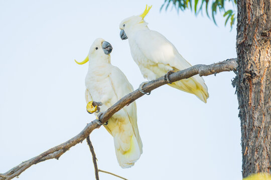 Two Sulphur Crested Cockatoos sitting on the branch of a gumtree
