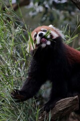 Fototapeta premium 笹を食べるレッサーパンダ