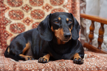 Dog, black dachshund sits on a chair at home