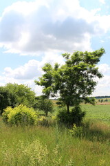 A tree in a field