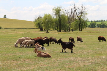 Fototapeta na wymiar A herd of cattle grazing on a field